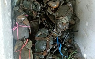 海南青蟹价格多少