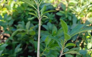 嫩枝扦插植物品种有哪些