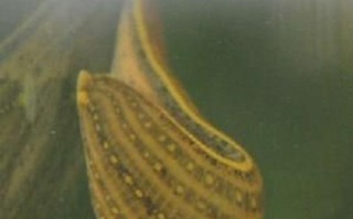 宽体金线蛭是什么品种？CCTV为何介绍？