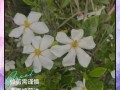 栀子花冬季怎么剪？图解方法看这里！