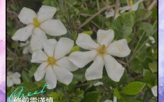 栀子花冬季怎么剪？图解方法看这里！