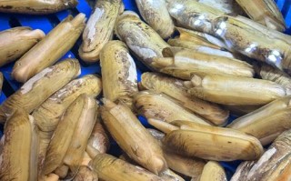 蛏池塘养殖什么鱼最赚钱最快