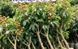 龙眼可嫁接不同品种吗？