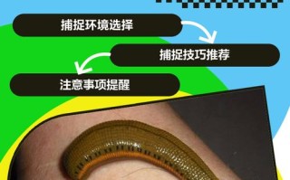 如何高效提高水蛭繁殖率？