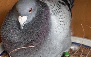 什么品种的鸽子产蛋量最高？