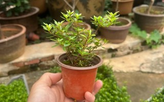 早乙女杜鹃怎么修剪才合适？