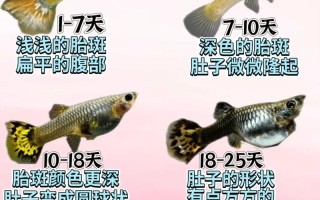 孔雀鱼如何繁育出优质品种？