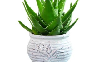 美容芦荟品种有哪些？看图识种！