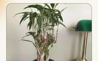 富贵竹怎么养才好？关键方法有哪些？