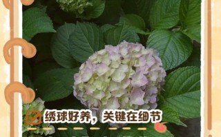 绣球怎么养才能花多又艳？