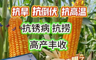新育816玉米品种有何特点？