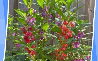 凤仙种植方法及注意事项