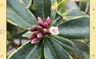 瑞香休眠期施肥怎么补救？