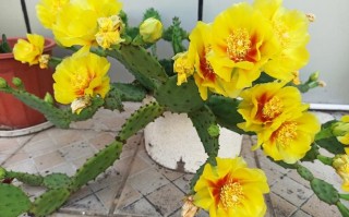 仙人掌开花品种有哪些？