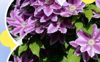 海妈铁线莲怎么养？关键技巧有哪些？