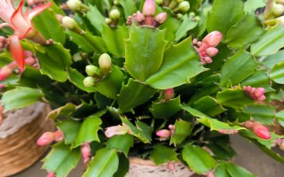 大花蟹爪兰有哪些热门品种？