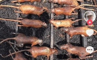 重庆野生竹鼠怎么做好吃？