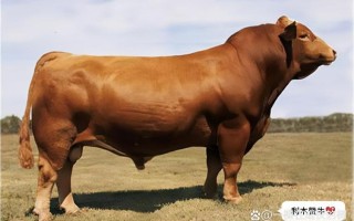 10个月性成熟牛品种有哪些？