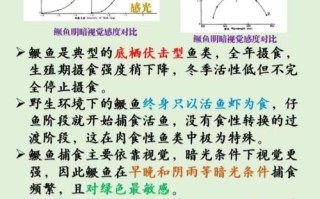 鳜鱼养殖哪个品种效益高？