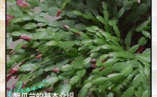 蟹爪兰栽培管理有哪些关键要点？