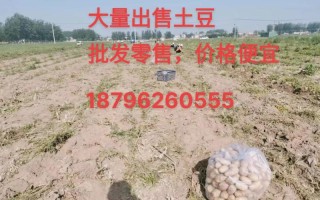 土豆的价格多少钱