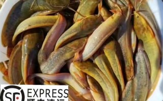 胡子鲶鱼的价格是多少