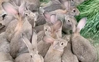 大型肉兔品种有哪些？