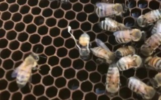 意蜂有不用治螨的品种吗？