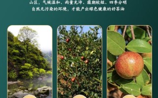 油茶品种有何不同？