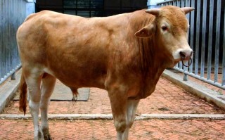 哪种黄牛品种最好？