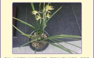 兰花品种到底有多少种？