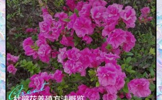 如何有效促进杜鹃花生长？