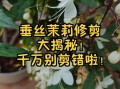 茉莉花怎么剪才养得好？
