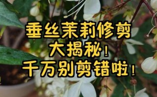 茉莉花怎么剪才养得好？