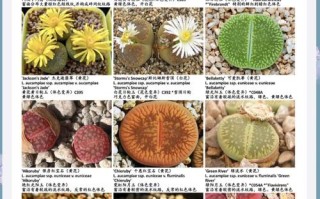 最大的生石花品种究竟有多大？