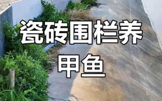 池塘仿野生甲鱼养殖方法