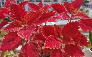 微型彩叶草怎么养才好看？