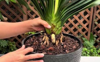 夏天君子兰怎么养才不死？