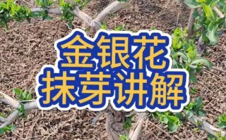 金银花何时剪？怎么剪才高产？