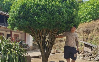 黄杨木哪个品种最值钱？