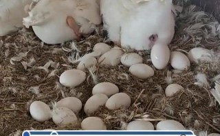 什么品种大鹅产蛋量最高？