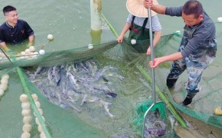 重庆适合养什么水产？