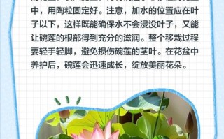 碗莲怎么种？图解步骤在这里！