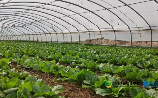 农村大棚菜的种植方法