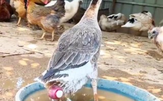 哪种鹅品种下蛋最多？