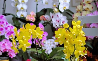 什么蝴蝶兰品种开花持久