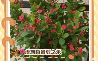 虎刺梅幼苗换盆要注意什么？