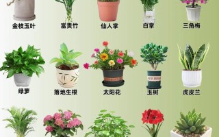 养花品种图片有哪些？