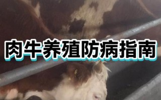 肉牛常见病如何有效治疗？