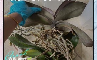 兰花冬季换盆要注意什么？